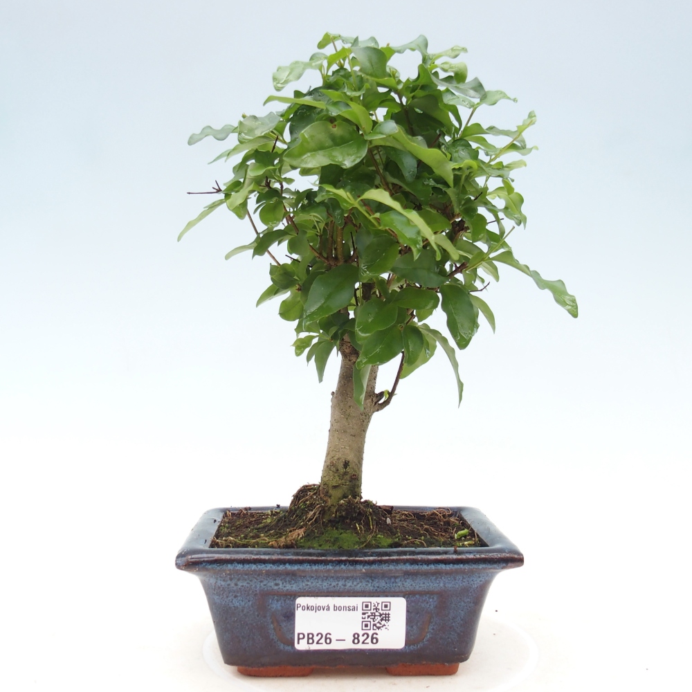 Pokój bonsai - Ligustrum chinensis - Dziób ptaka