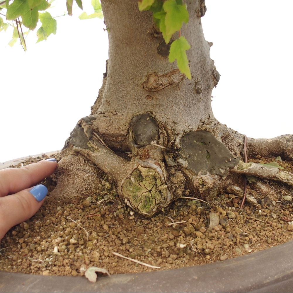 Outdoor bonsai - Maple Buergerianum - Burger Maple