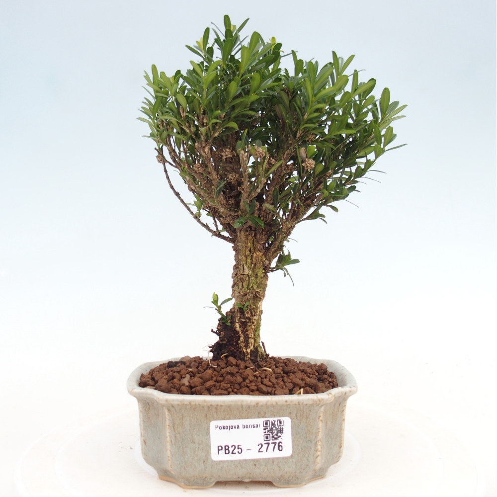 Pokój Bonsai - Buxus harlandii - Bukszpan korkowy