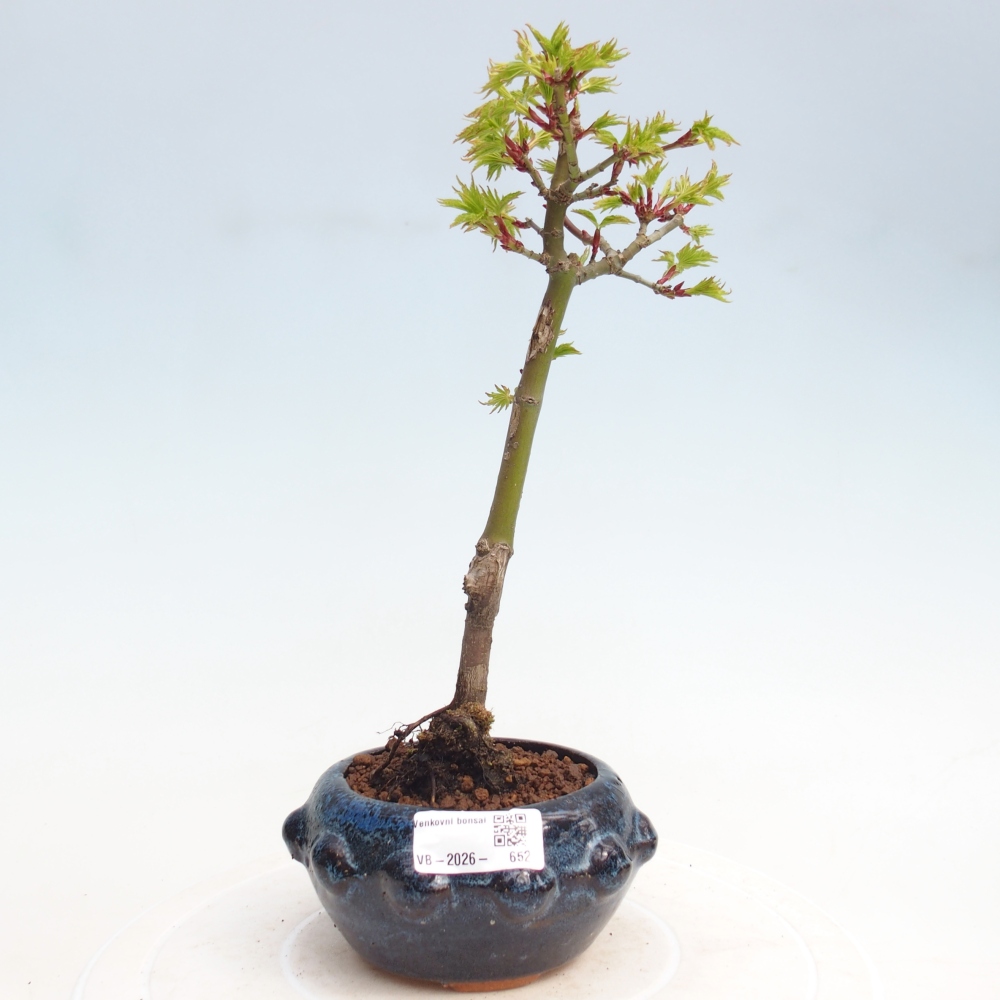 Outdoor bonsai - Jawor drobnolistny SHISHIGASHIRA