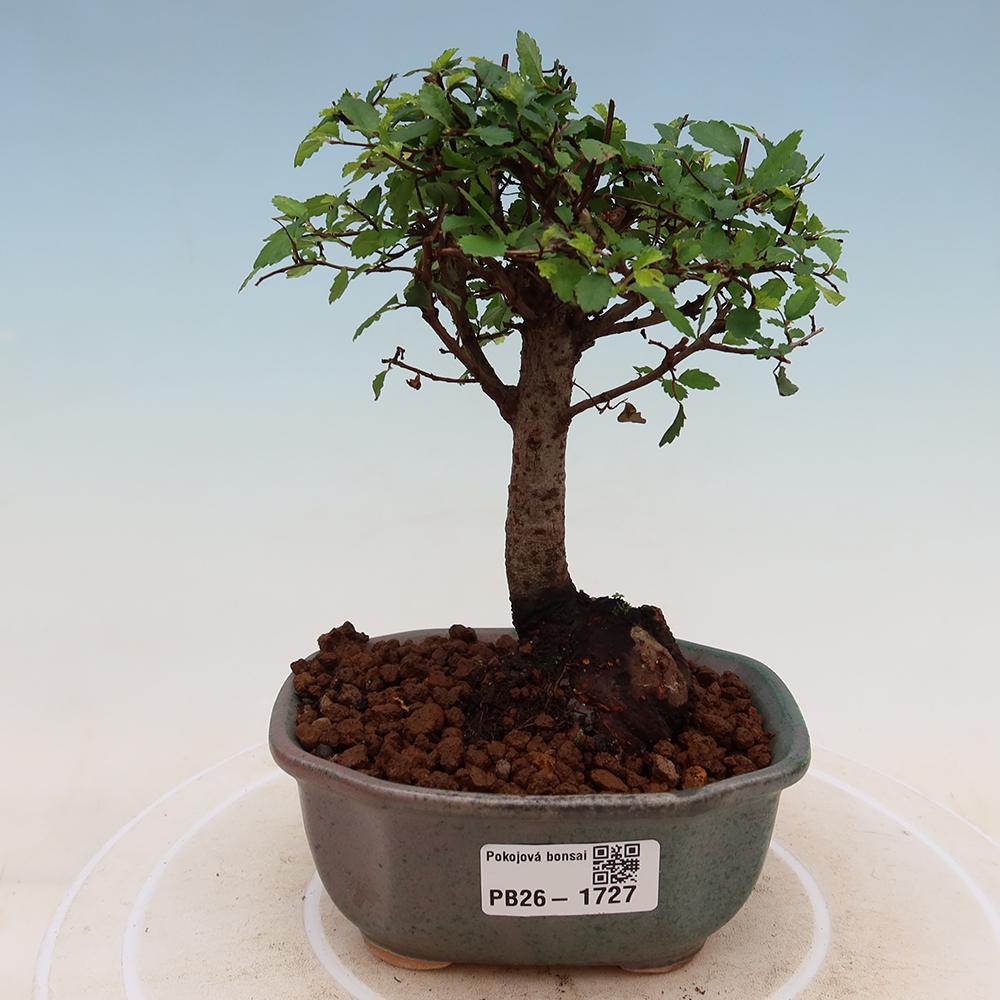 Pokój bonsai - Ulmus parvifolia - Wiąz drobnolistny