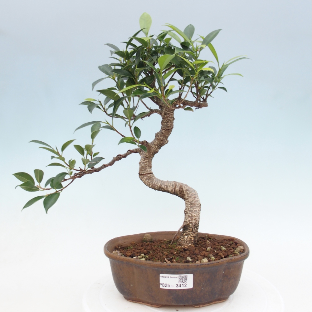 Pokój bonsai - Ficus retusa - figowiec drobnolistny
