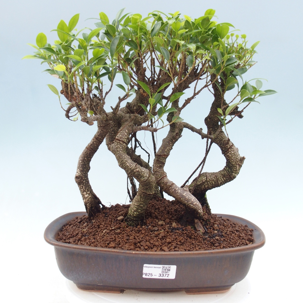 Pokój bonsai - Ficus kimmen - figowiec drobnolistny
