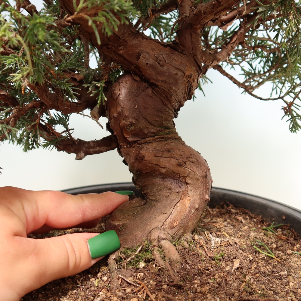 Bonsai ogrodowe – Juniperus chinensis Itoigawa – jałowiec chiński