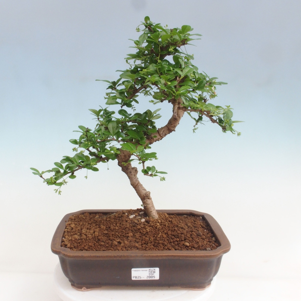 Pokój bonsai - Carmona macrophylla - Tea fuki