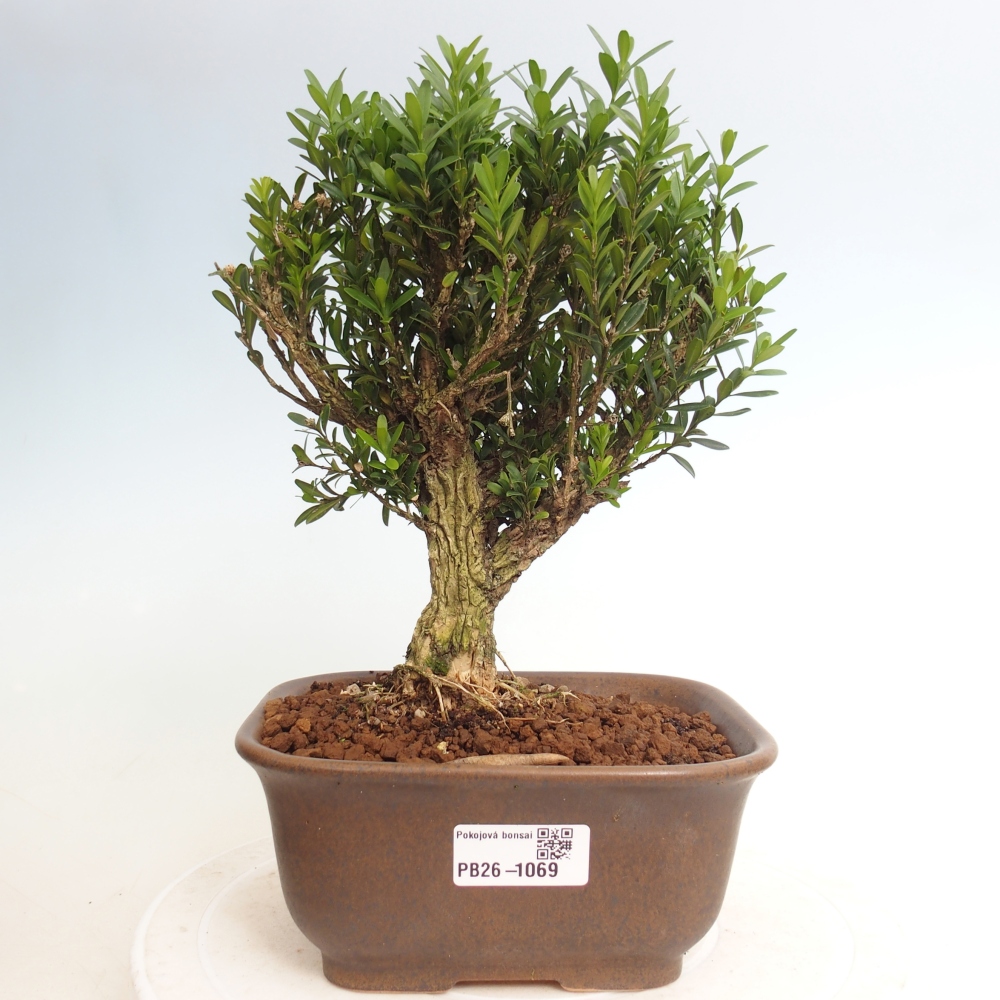 Pokój bonsai - Buxus harlandii - buxus korkowy