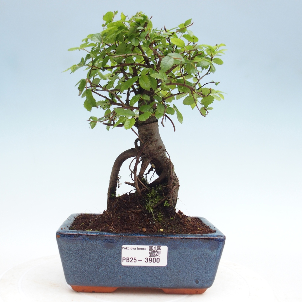 Pokój bonsai - Ulmus parvifolia - Wiąz drobnolistny