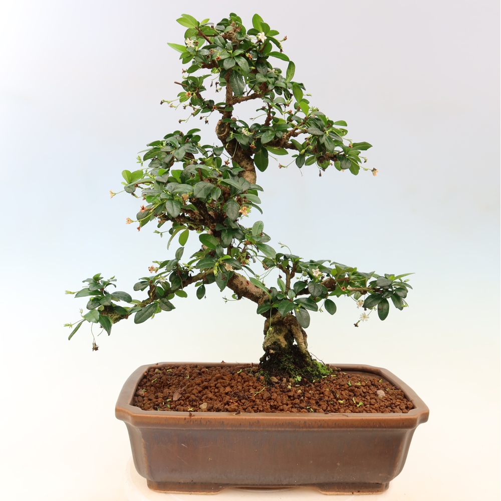 Bonsai pokojowe - Carmona macrophylla - Tea fuki