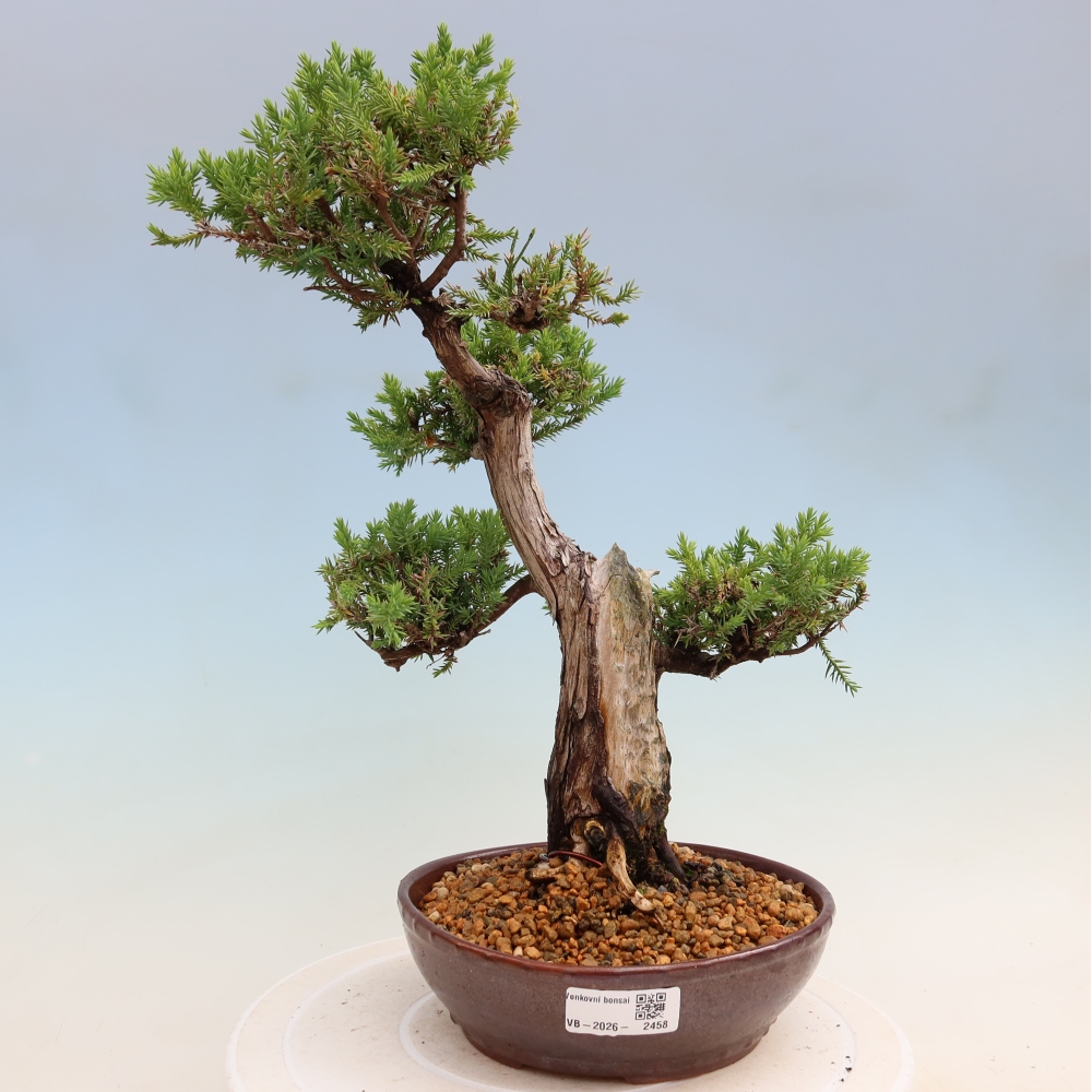 Bonsai ogrodowe – Juniperus squamata – Jałowiec łuskowaty