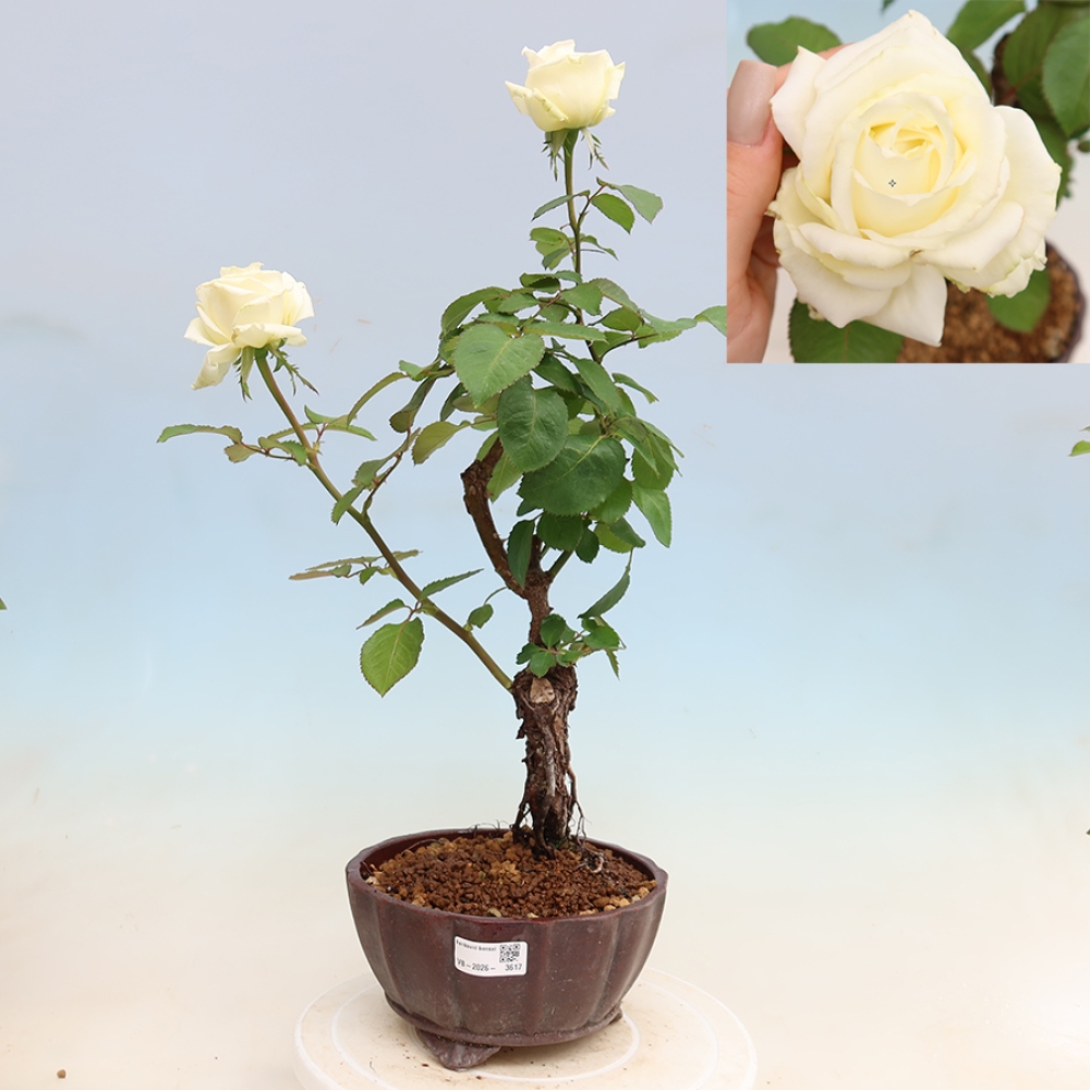 Bonsai ogrodowe – Rosa Kordes – róża