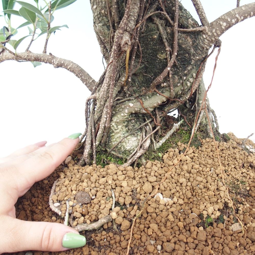 Bonsai pokojowe - Ficus kimmen - figowiec drobnolistny - WYŁĄCZNIE ODBIÓR OSOBISTY lub transport paletowy