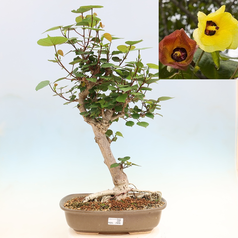 Bonsai domowe - Hibiscus tiliaceus - Hibiskus morski