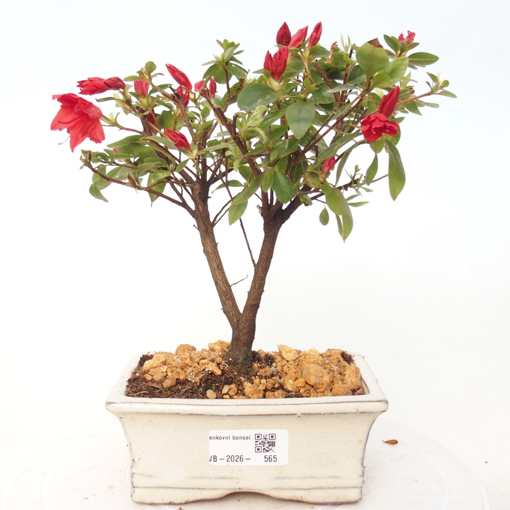 Outdoor bonsai - Azalia japońska - Azalea sp.
