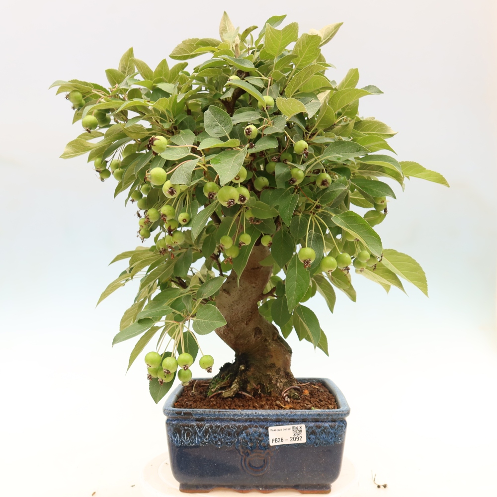 Outdoor bonsai - Malus halliana - Jabłoń drobnoowocowa