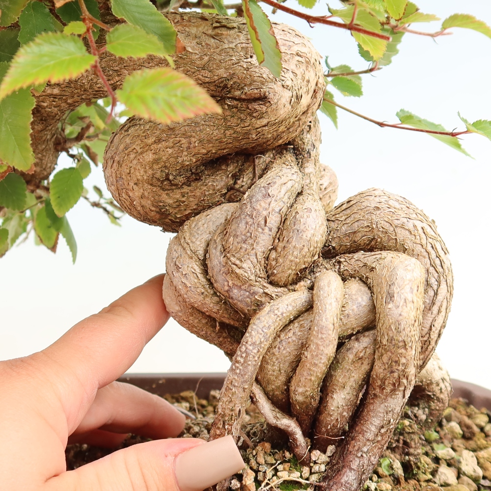 Outdoor bonsai - Carpinus CARPINOIDES - grab koreański
