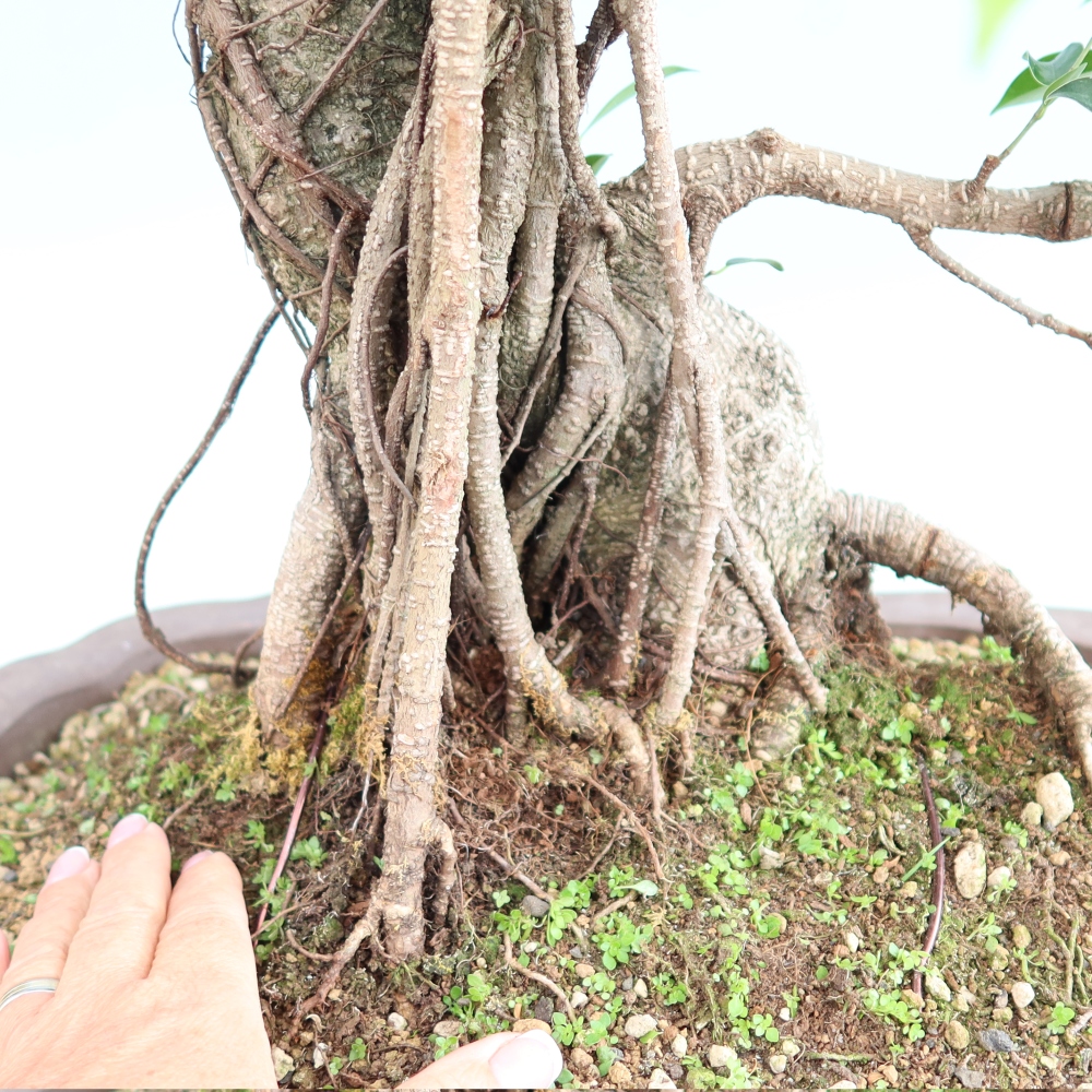 Pokój bonsai - Ficus kimmen - figowiec drobnolistny