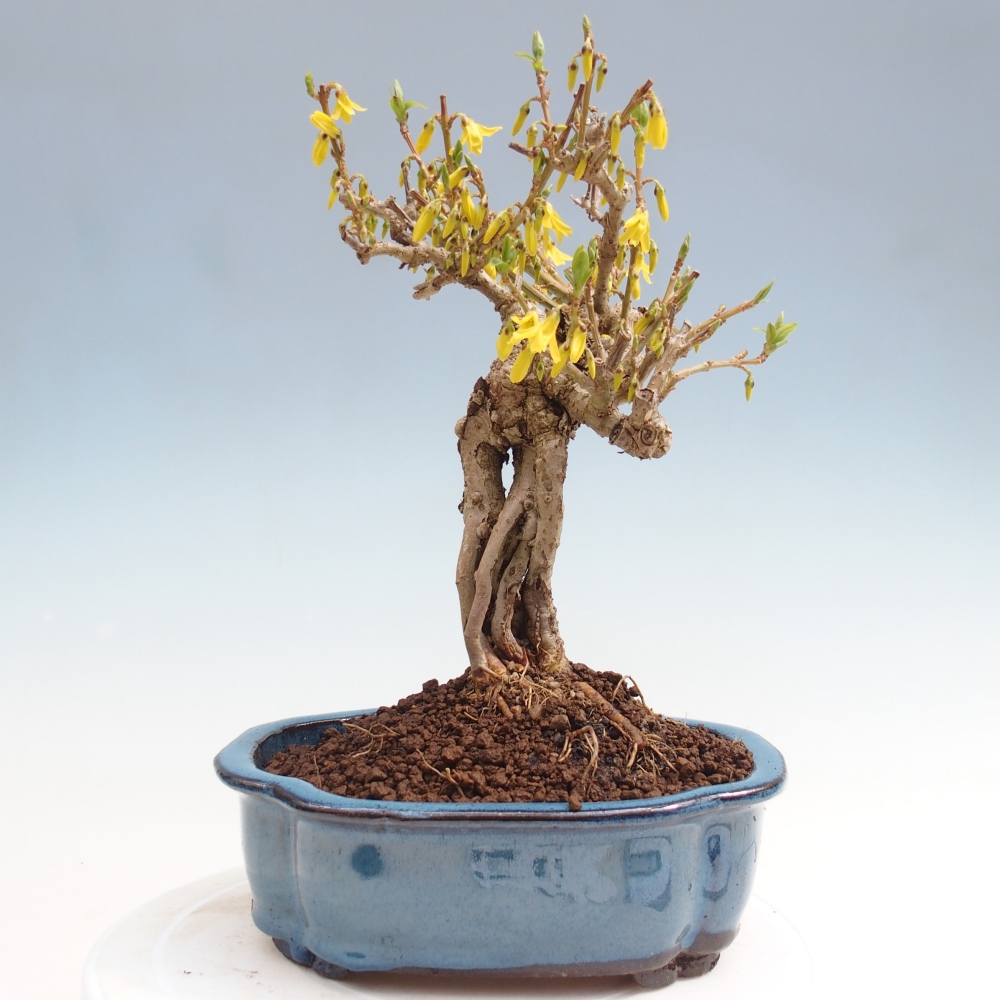 Outdoor bonsai - Zlatice - Forsycja koreańska
