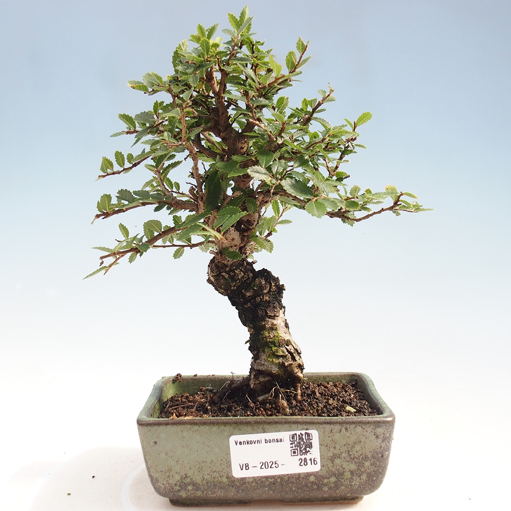 Outdoor bonsai - Zelkova - Zelkova NIRE