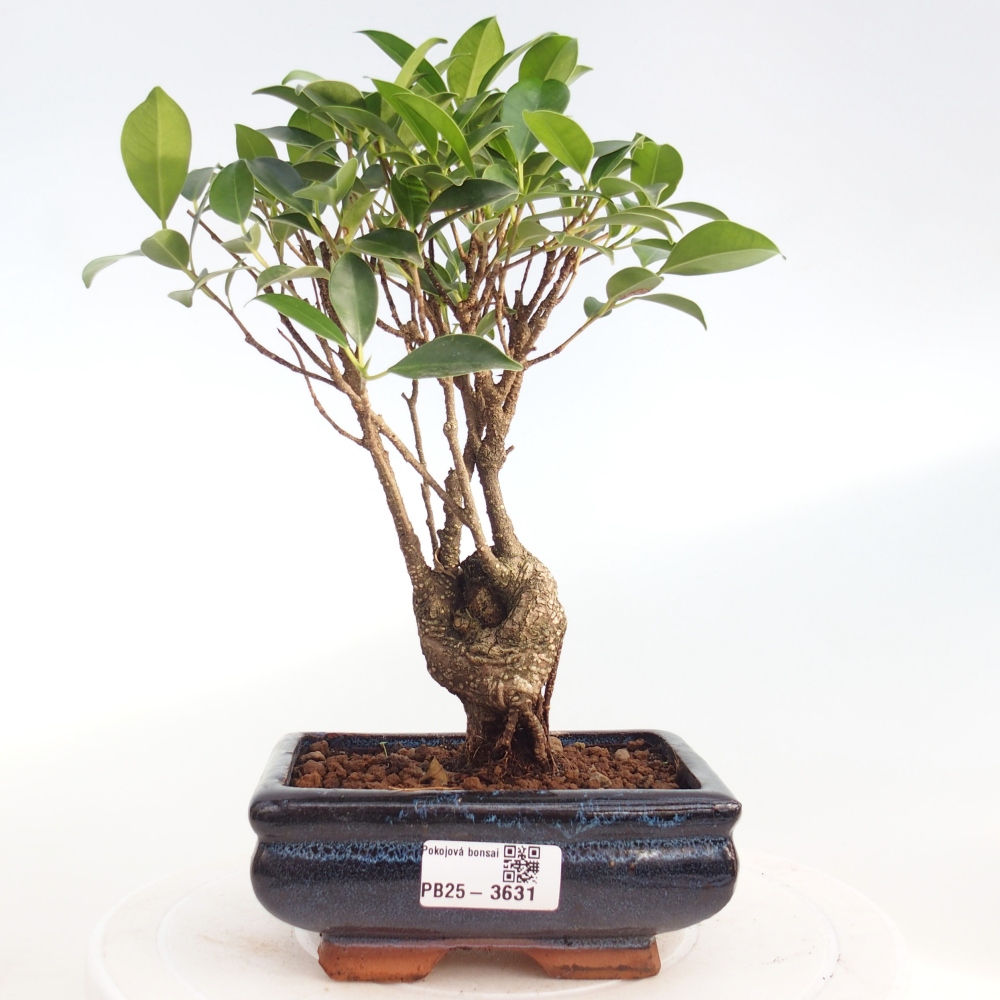 Pokój bonsai - Ficus retusa - figowiec drobnolistny