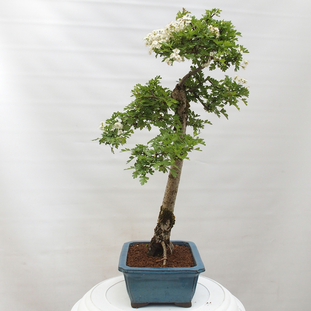 Bonsai zewnętrzne - Głóg - Crataegus monogyna