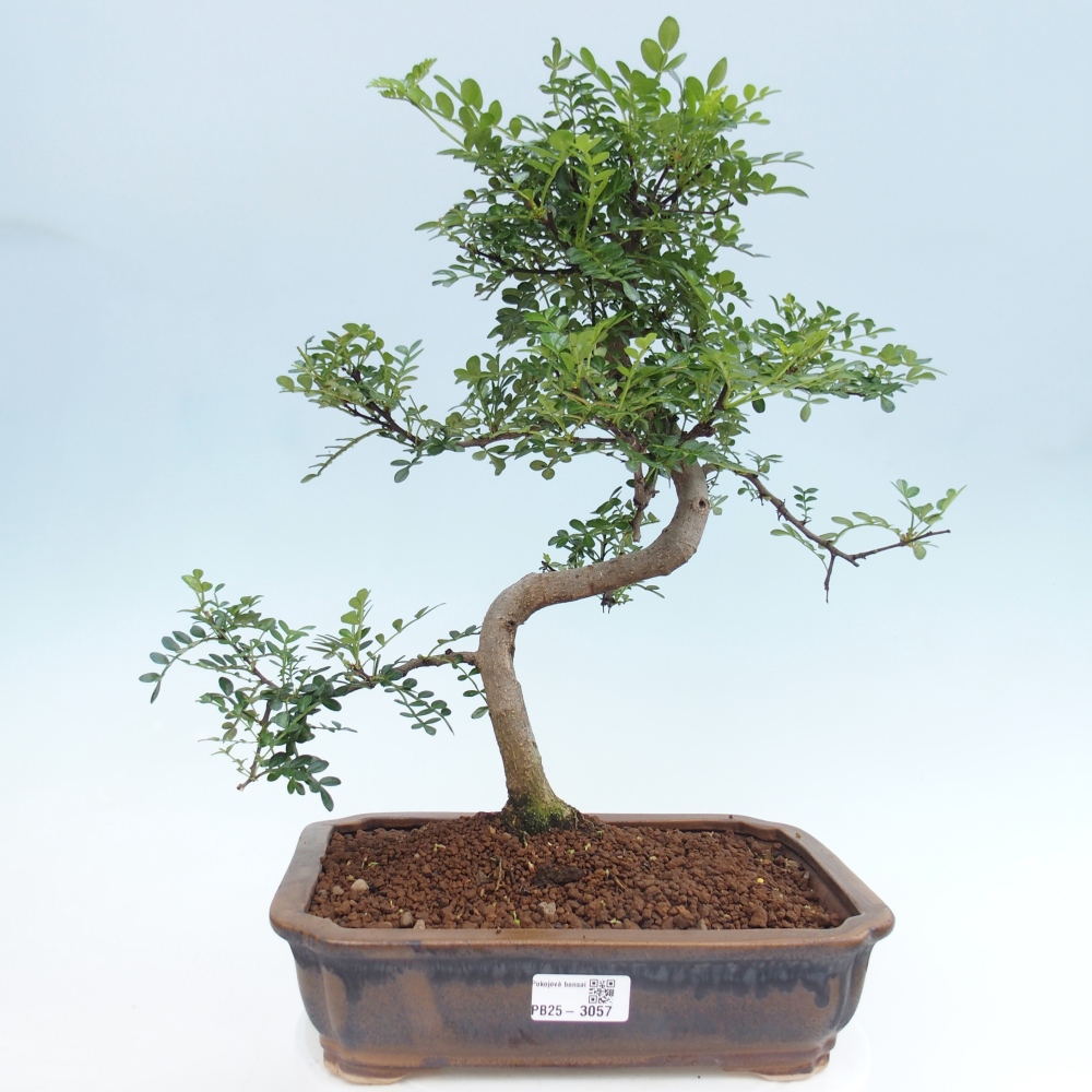 Bonsai wewnętrzne - Zantoxylum piperitum - drzewo pieprzowe