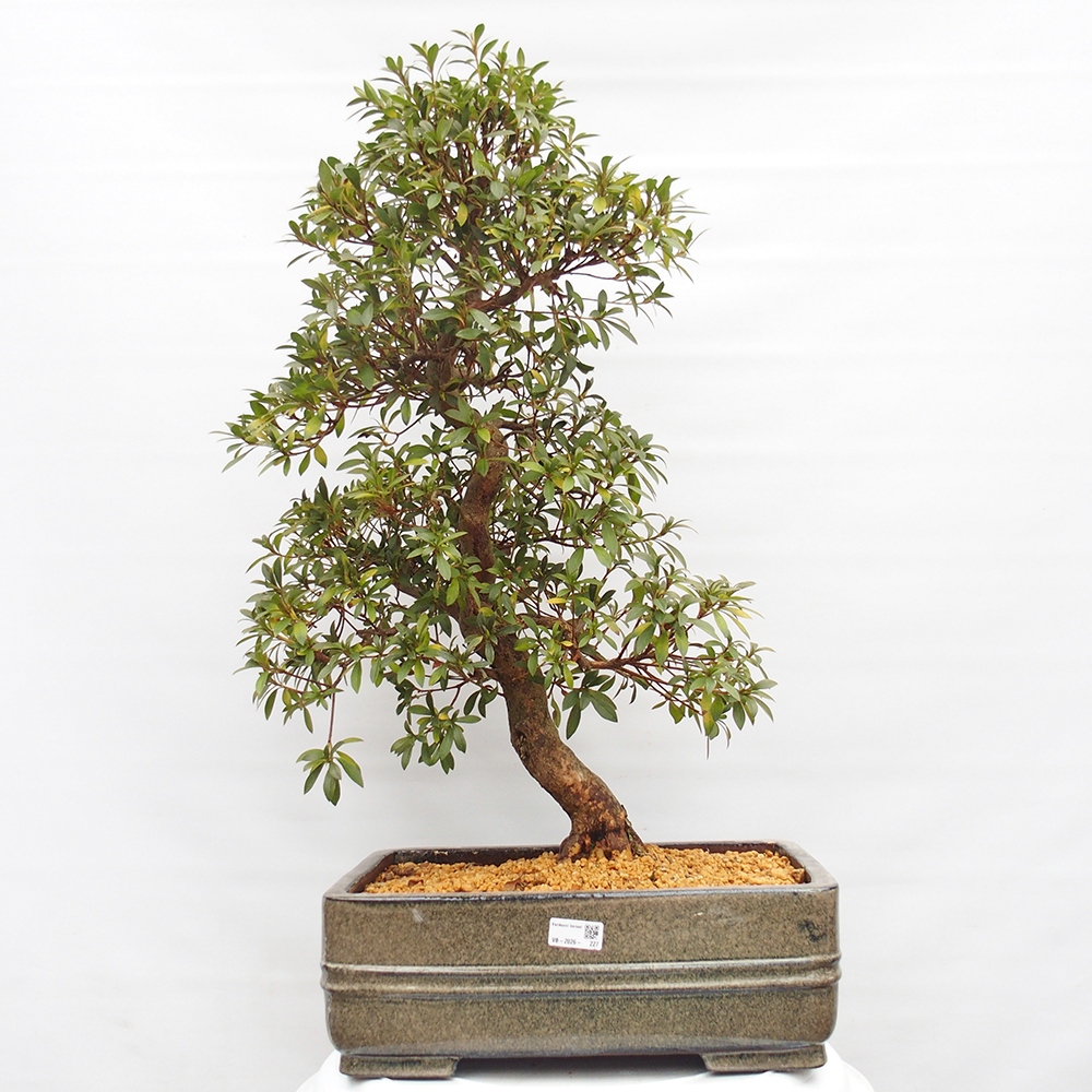 Bonsai zewnętrzne - Azalia japońska - Azalia satsuki