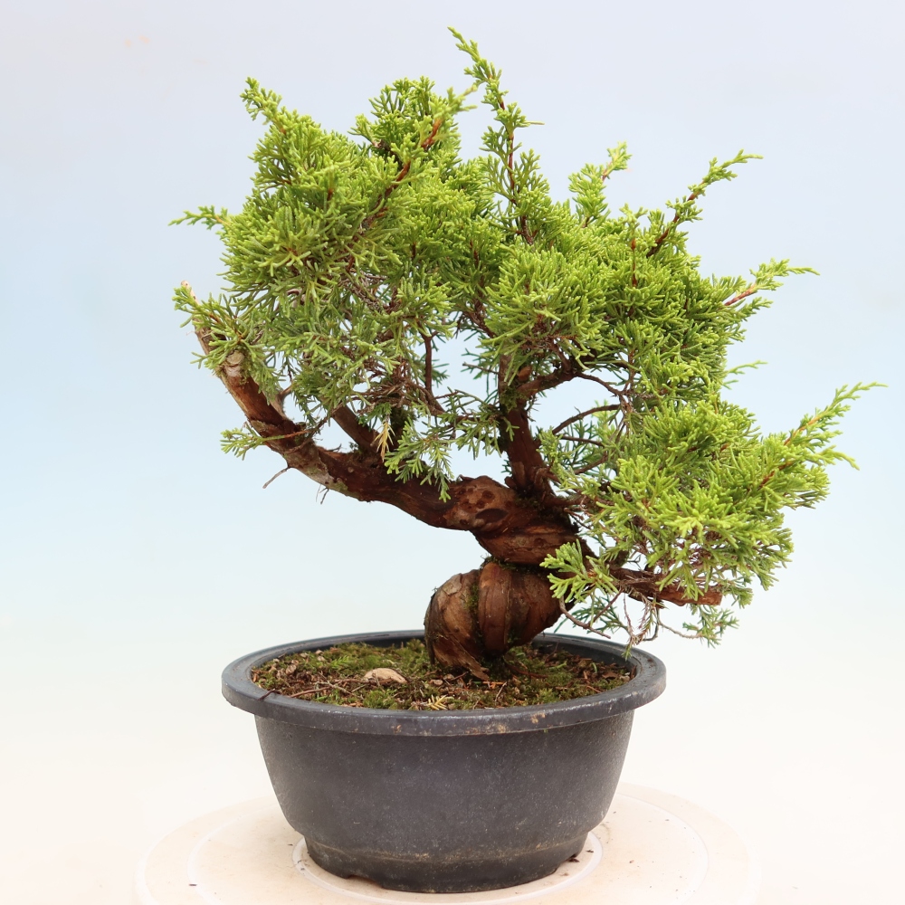 Bonsai ogrodowe – Juniperus chinensis Itoigawa – jałowiec chiński