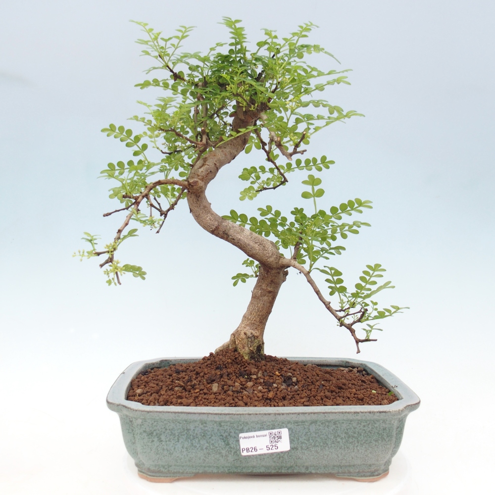 Bonsai wewnętrzne - Zantoxylum piperitum - drzewo pieprzowe