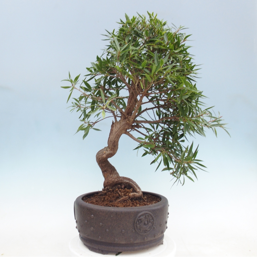 Pokój bonsai - Ficus nerifolia - figowiec drobnolistny