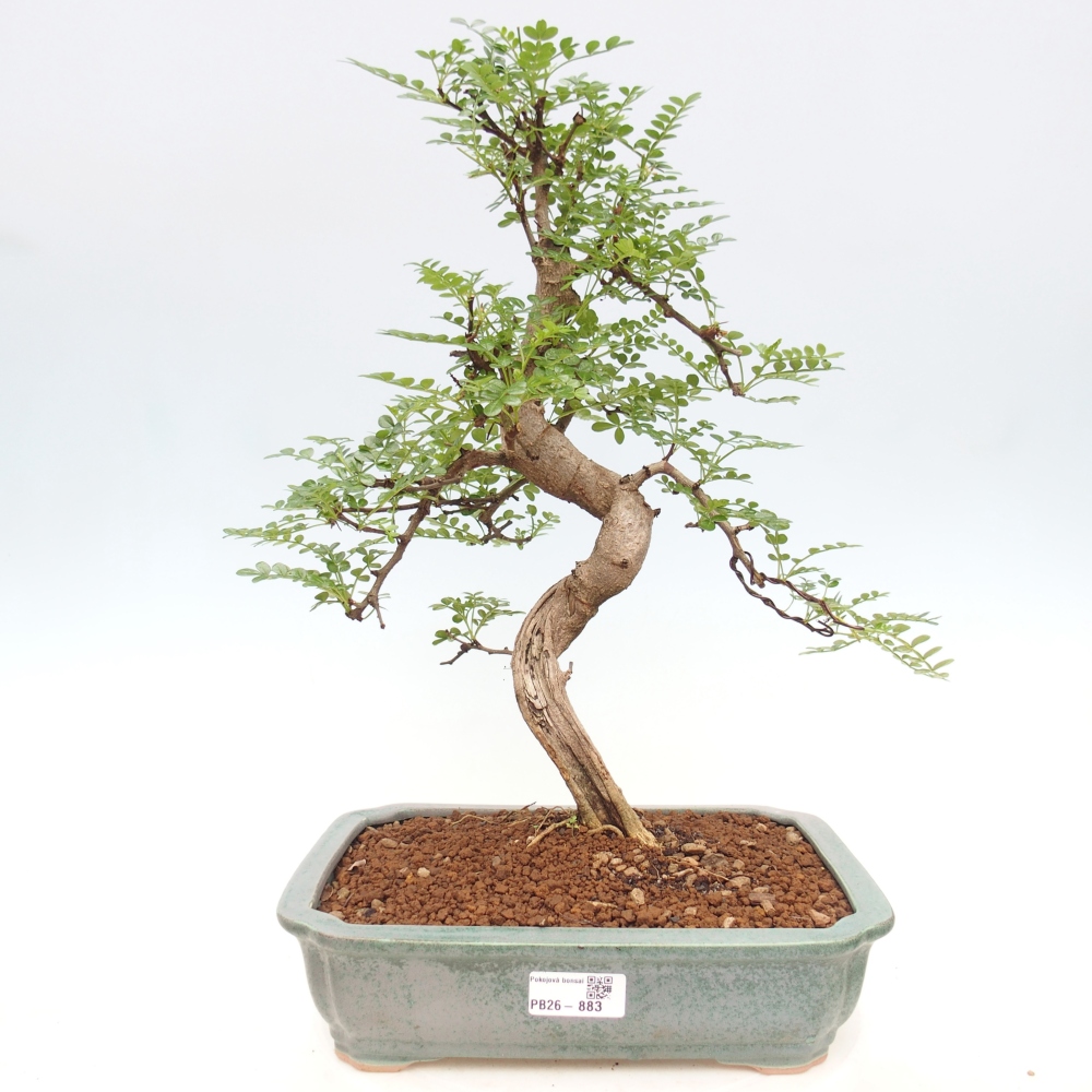 Pokój bonsai - Zantoxylum piperitum - drzewo pieprzowe