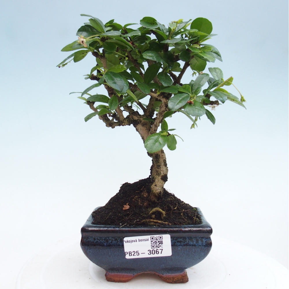 Bonsai wewnętrzne - Carmona makrophylla - Herbata Fuki