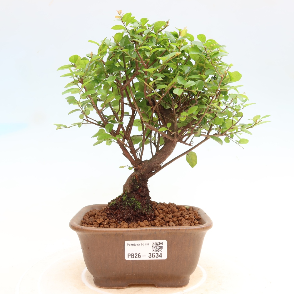 Bonsai pokojowe - Sageretia thea - Sageretia thea