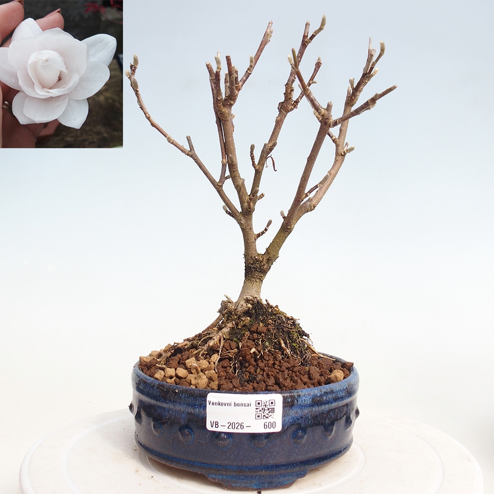 Bonsai na zewnątrz - Magnolia stellata