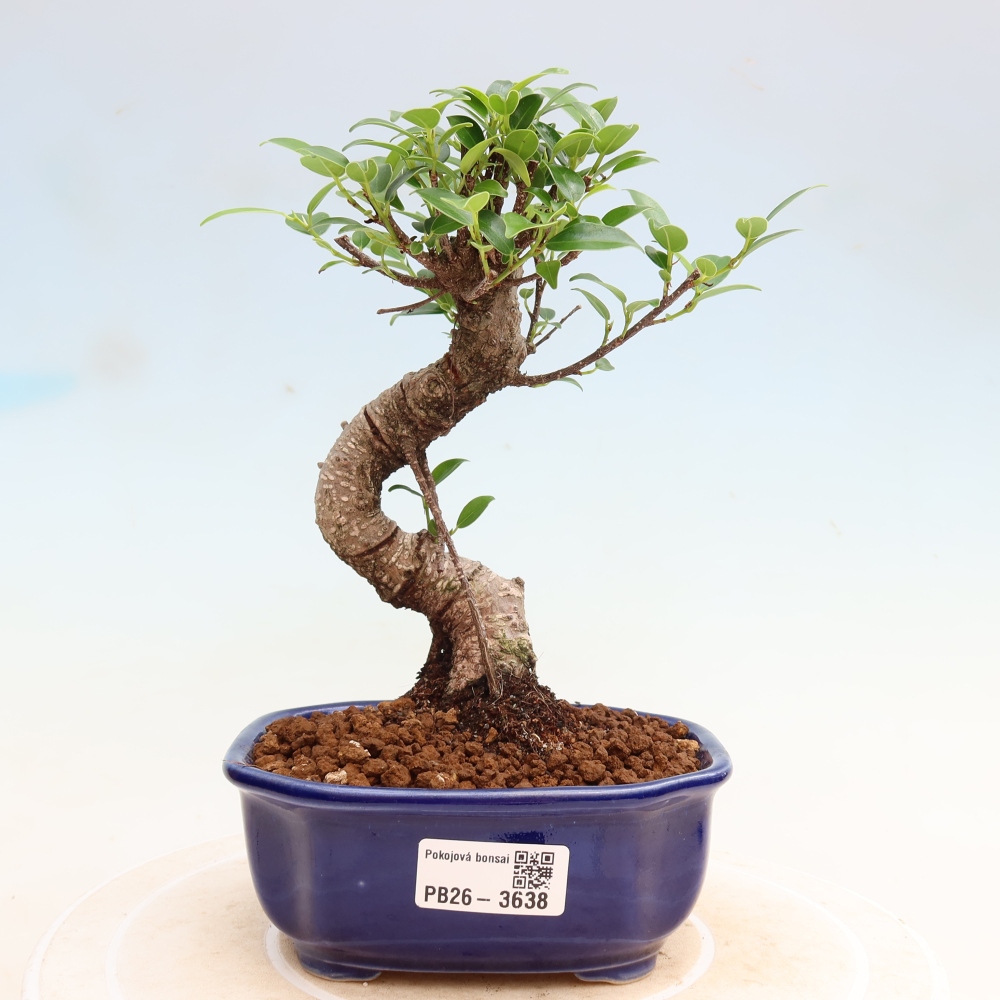 Pokój bonsai - Ficus kimmen - figowiec drobnolistny