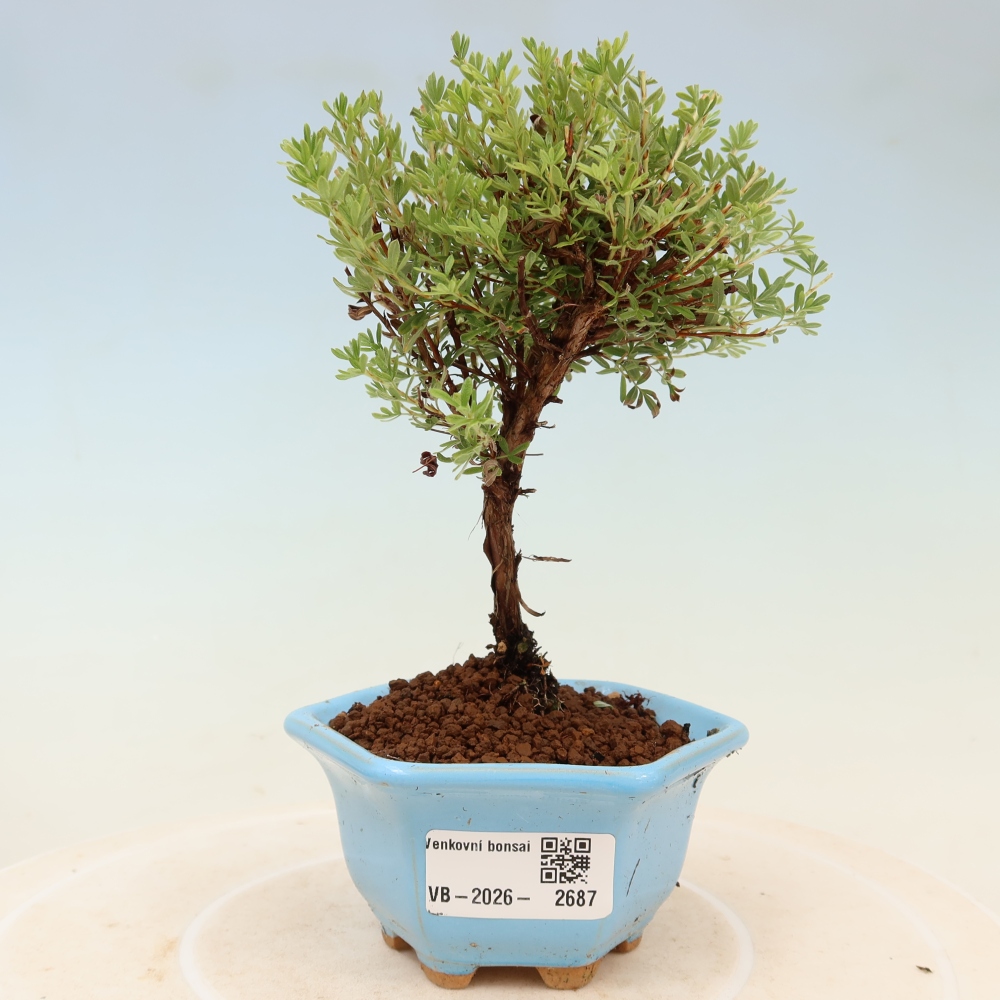 Bonsai ogrodowe – potentilla fruticosa – Goldkissen