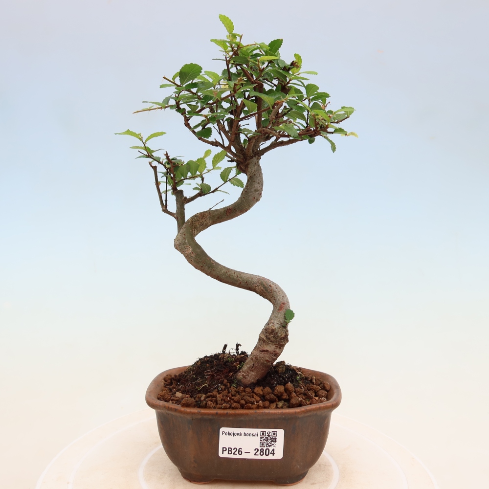 Pokój bonsai - Ulmus parvifolia - Wiąz drobnolistny