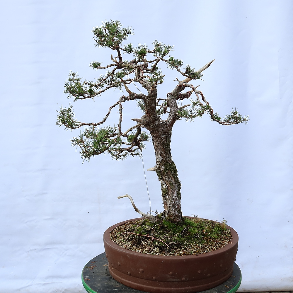 Pinus sylvestris Hiszpania – sosna zwyczajna