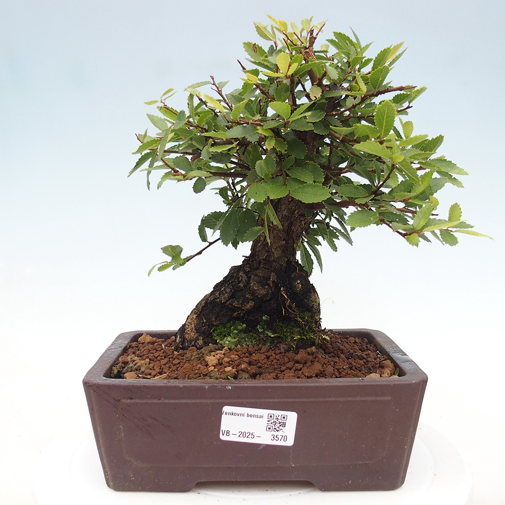 Bonsai zewnętrzne - Zelkova - Zelkova NIRE