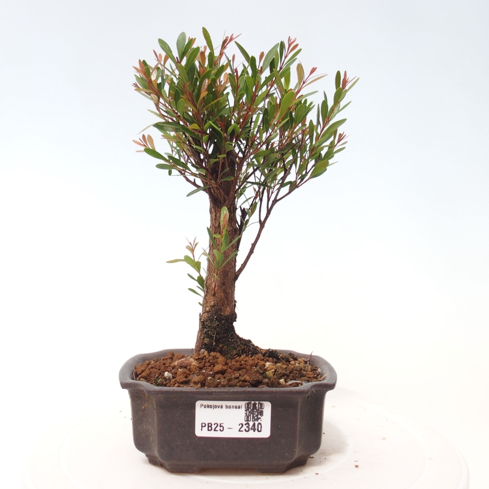 Pokój bonsai - Syzygium - Pimentovník