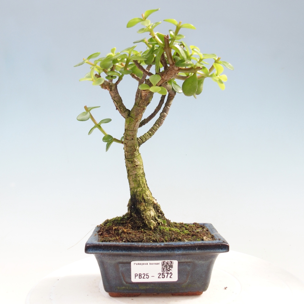 Kryty bonsai - Portulakaria Afra - Tlustice