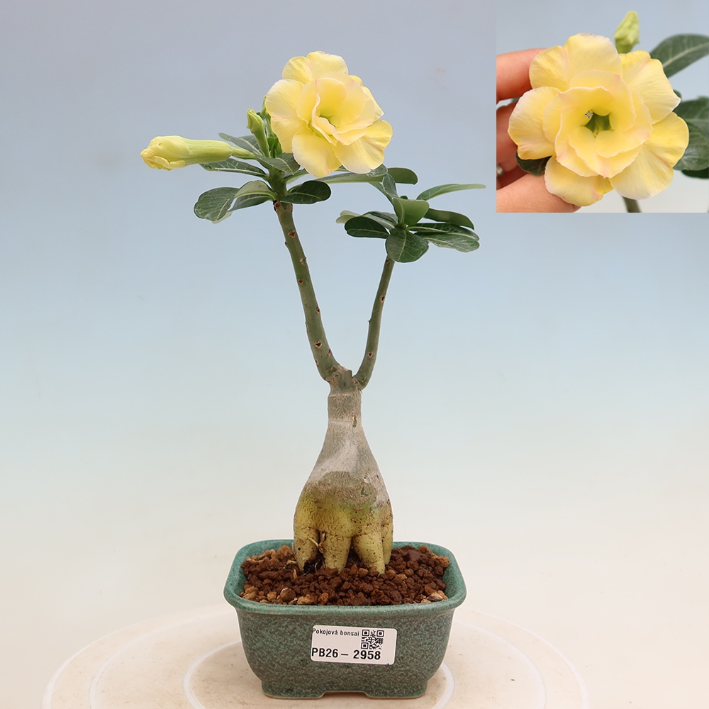 Bonsai pokojowe – Adenium obesum szczepione Alonza – Róża pustynna