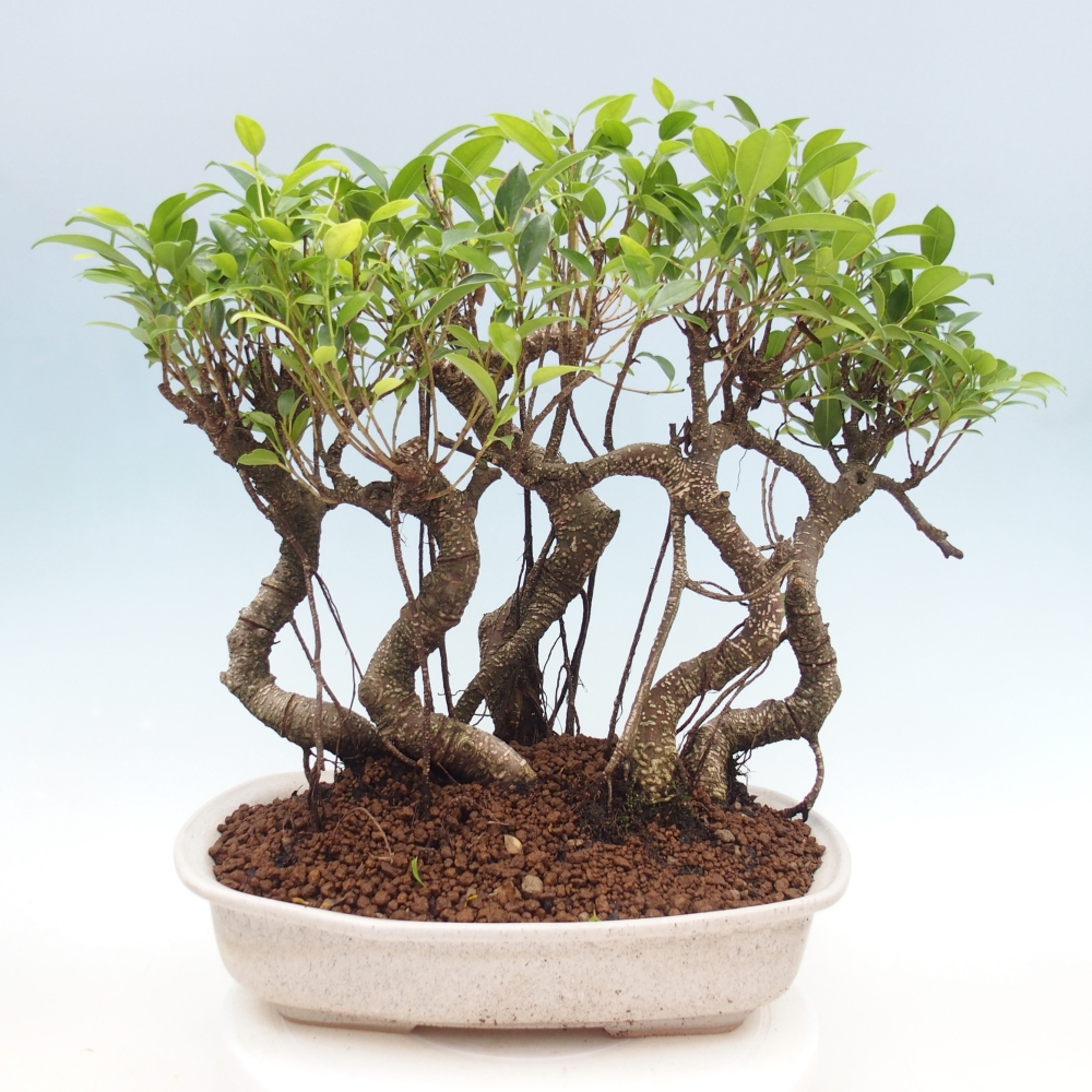 Pokój bonsai - Ficus kimmen - figowiec drobnolistny