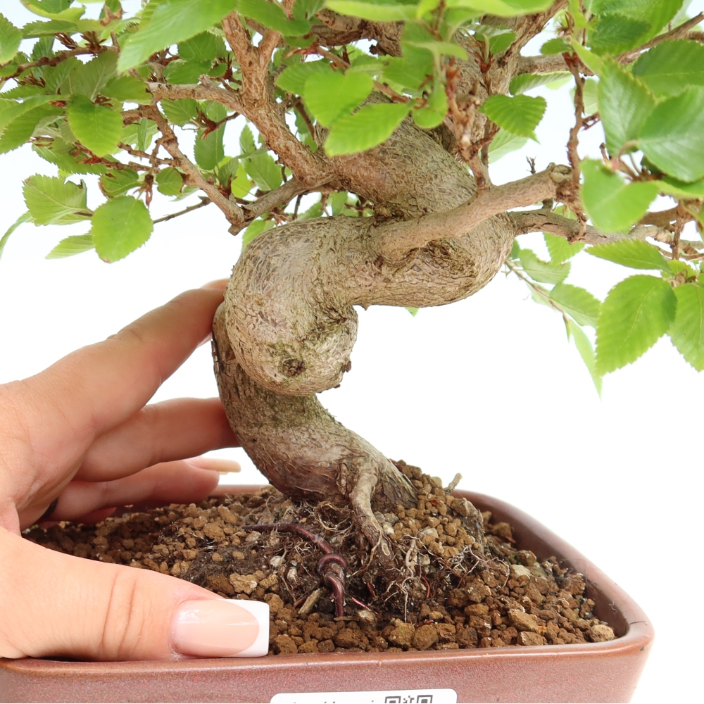 Outdoor bonsai - Carpinus coreana - grab koreański