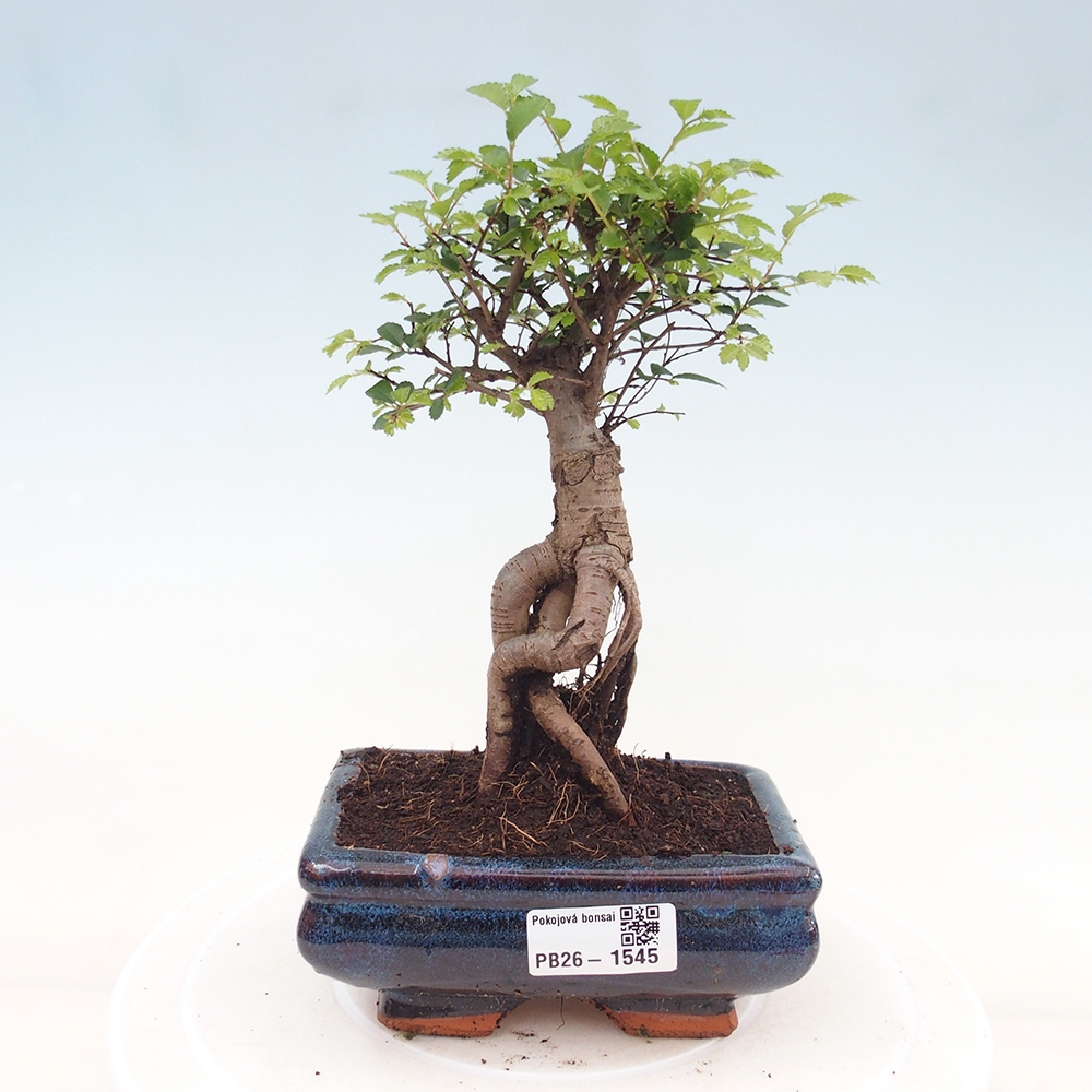 Pokój bonsai - Ulmus parvifolia - Wiąz drobnolistny