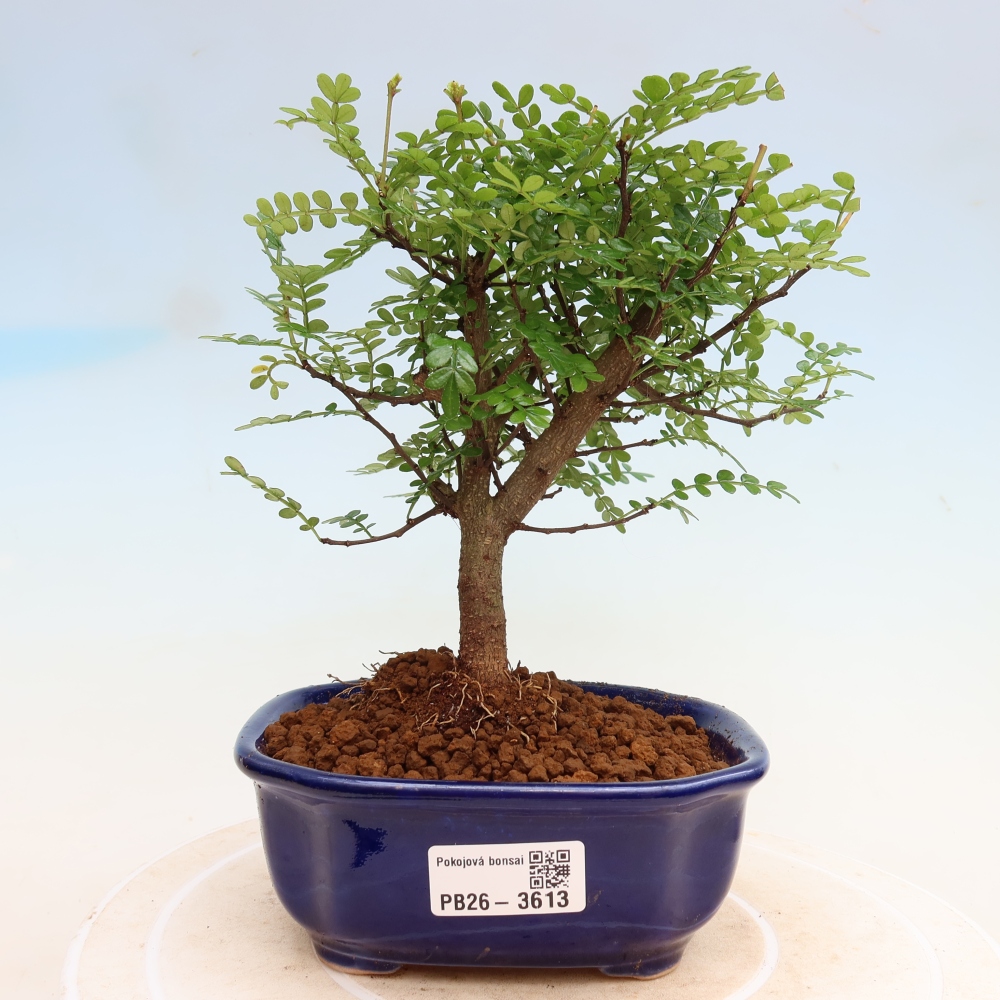 Pokój bonsai - Zantoxylum piperitum - drzewo pieprzowe