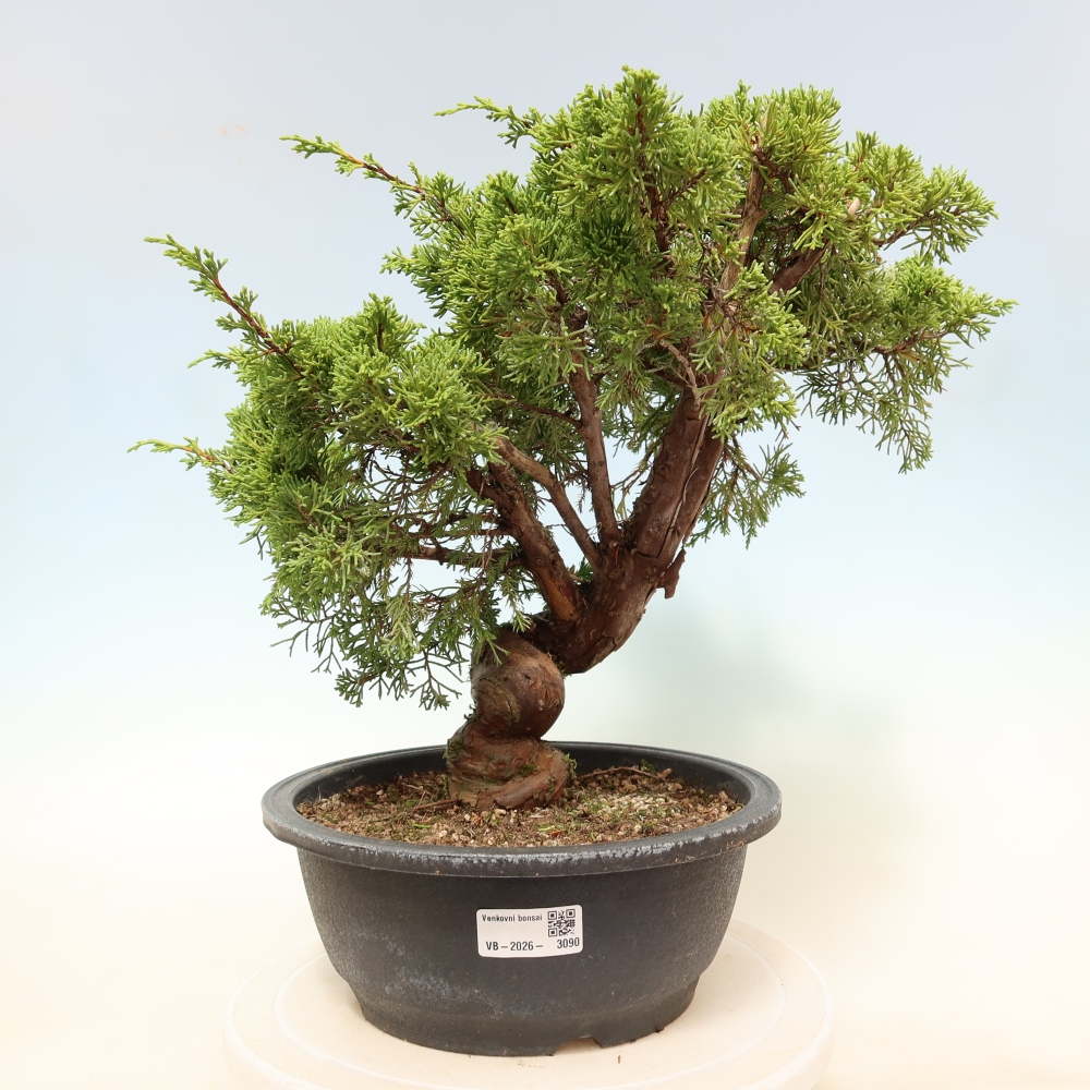 Bonsai ogrodowe – Juniperus chinensis Itoigawa – jałowiec chiński