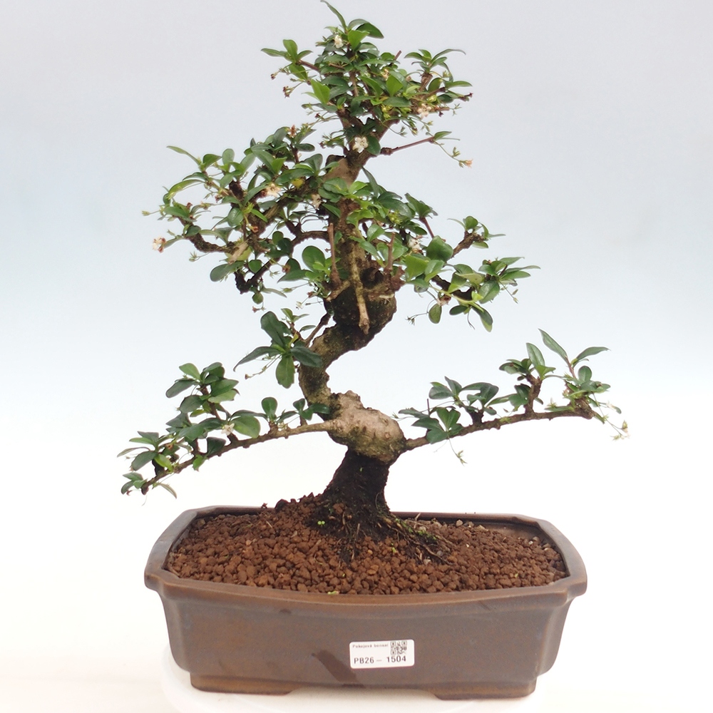 Bonsai pokojowe - Carmona macrophylla - Tea fuki