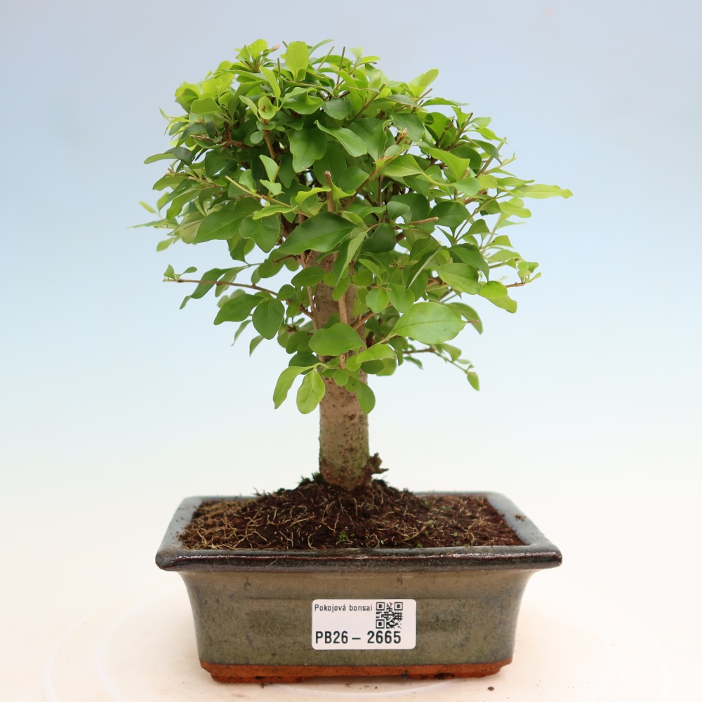 Pokój bonsai - Ligustrum chinensis - Dziób ptaka