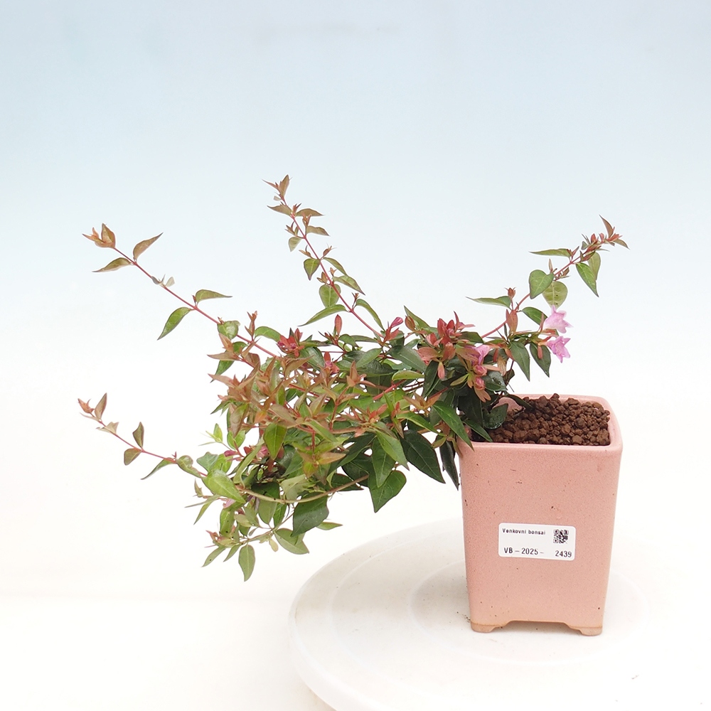 Bonsai zewnętrzne - Abelia Grandiflora - Abelia grandiflora