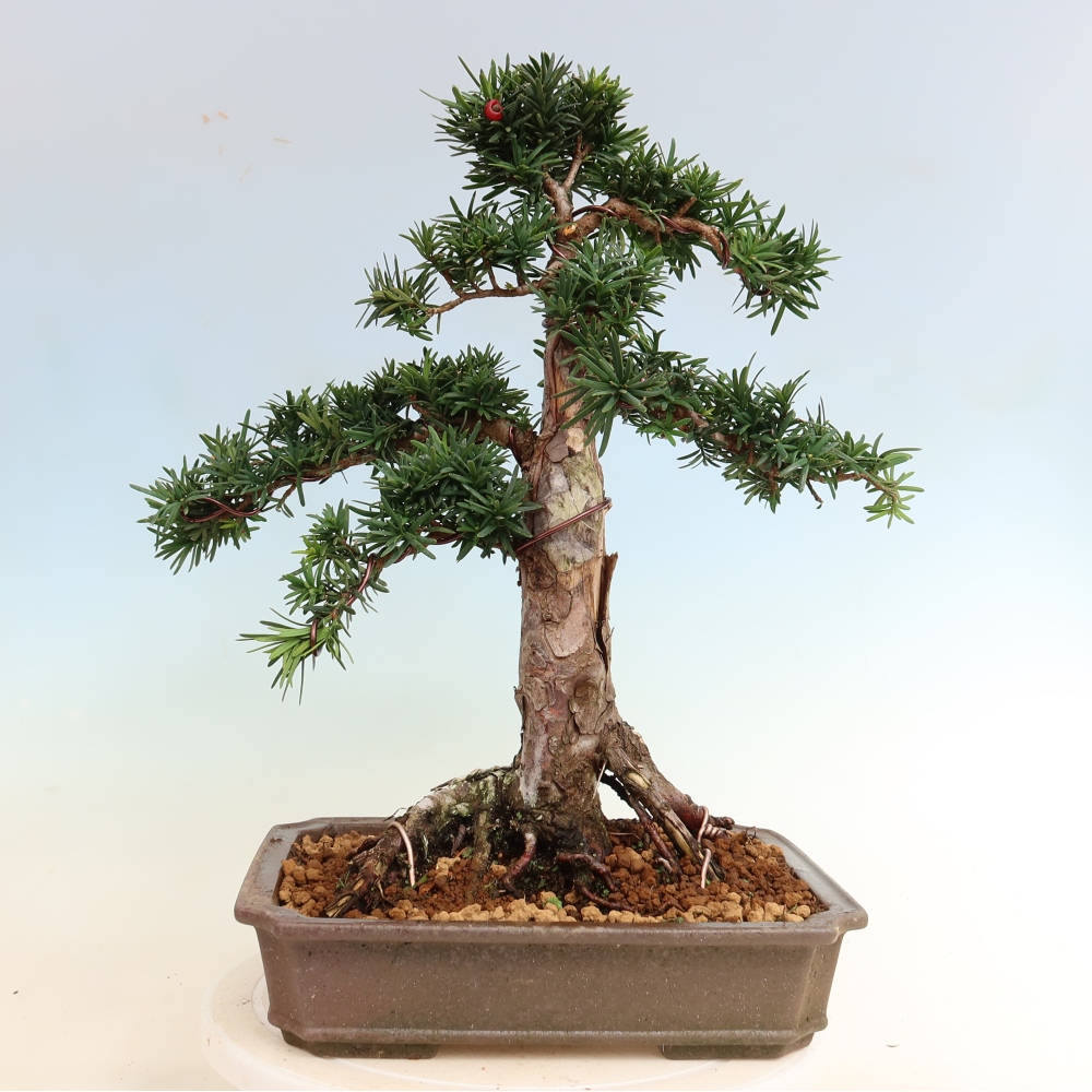 Bonsai ogrodowe – Taxus cuspidata – cis japoński